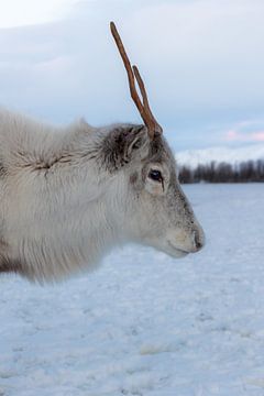 Reindeer portrait in Tromsø by Anouk Kooiman