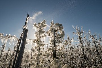 Watering blossom fruit trees by Moetwil en van Dijk - Fotografie