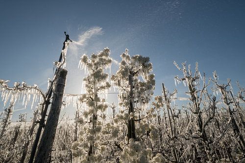 Beregenen bloesem fruitbomen