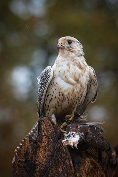 vulture falcon