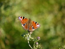 Tagesauge (Schmetterling)