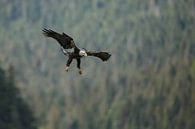 Pygargue à tête blanche par Menno Schaefer Aperçu