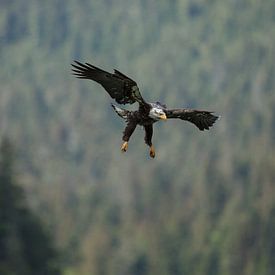 Weißkopfseeadler von Menno Schaefer