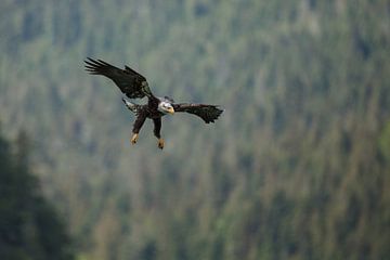 Amerikaanse Zeearend van Menno Schaefer