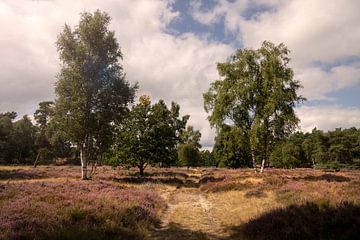 Nationaal Park Dwingelderveld 2 van Bo Scheeringa Photography