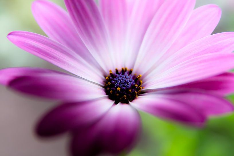 flower par Bertrik Hakvoort