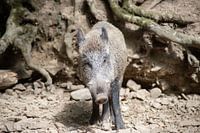 Auge in Auge mit dem Wildschwein