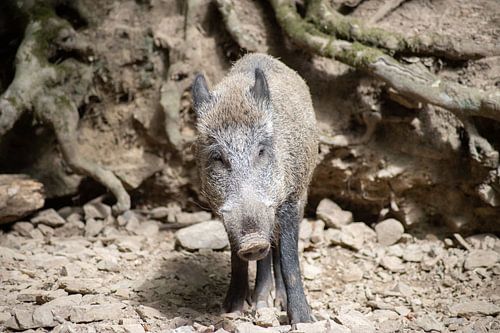 Oog in oog met het wilde zwijn van Thomas Winters
