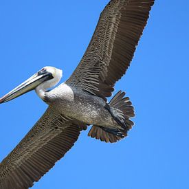 Pelikan von Russell Hinckley