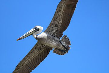 Pelican by Russell Hinckley