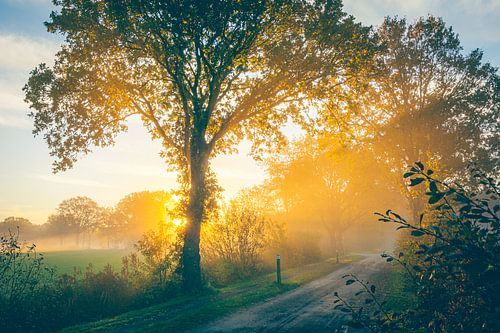 Herbstliche Sonnenstrahlen durch den Wald