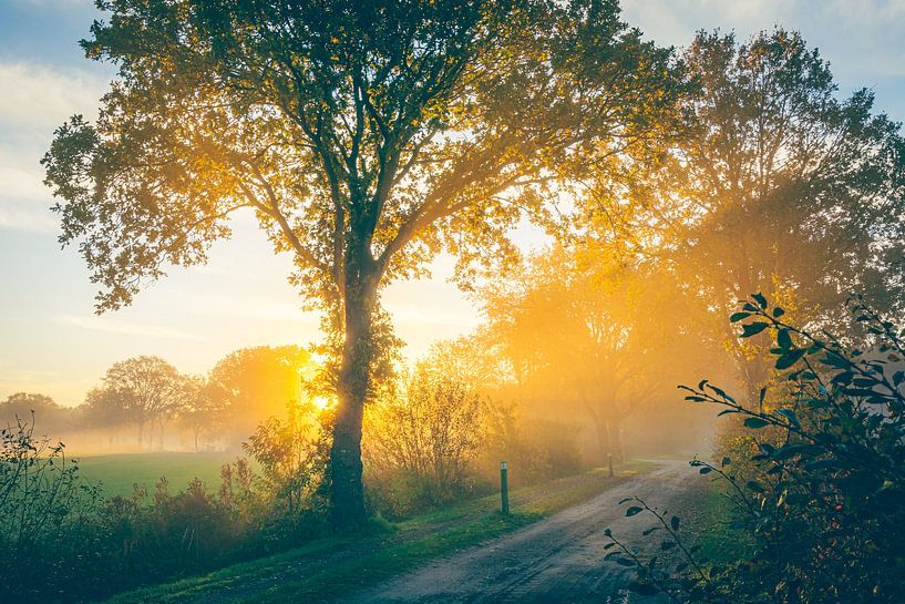 Rayons de soleil d'automne dans la forêt par ByFoekema Fotografie