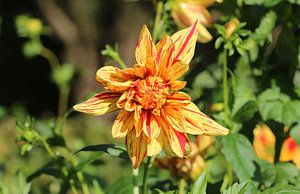 Dahlia Hollyhill Funhouse