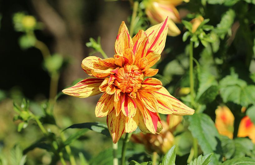 Dahlia Hollyhill Funhouse par Matthias Brix