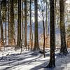 Soleil dans la forêt hivernale sur Holger W. Spieker