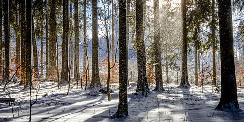 Zonneschijn in het winterse bos
