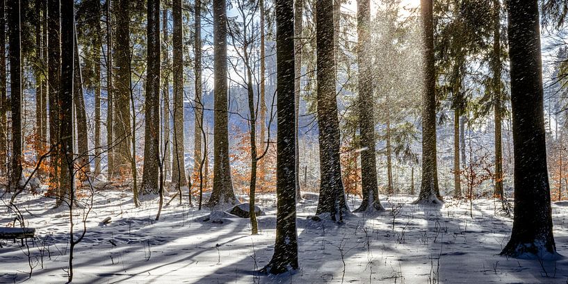 Sonnenschein im Winterwald von Holger W. Spieker
