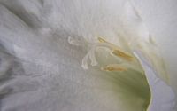 Gladiolus blanc