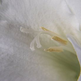 Gladiolus blanc sur Leo Luijten