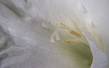 White Gladiolus by Leo Luijten