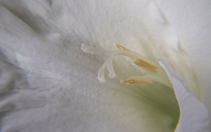 Weißer Gladiolus von Leo Luijten