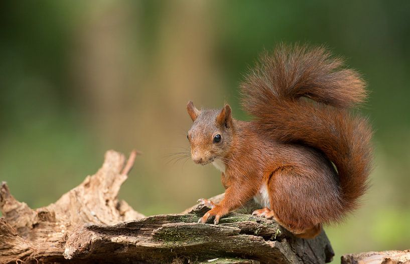 Eekhoorn van Menno Schaefer