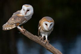 Schleiereule, Tyto Alba