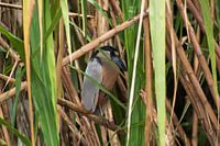 Boat-billed reiger in het riet in Costa Rica