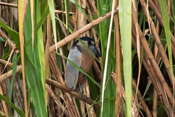 Boat-billed heron in the reeds in Costa Rica by Mirjam Welleweerd