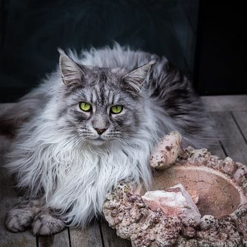 Maine Coon van kitty van gemert