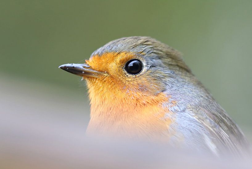 Dichtbij par Remco Stunnenberg