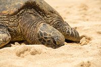 Hawaiiaanse groene zeeschildpad