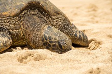 Hawaiiaanse groene zeeschildpad van Andrea Ooms