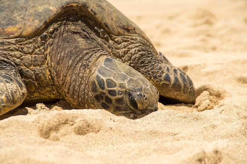 Hawaiiaanse groene zeeschildpad van Andrea Ooms