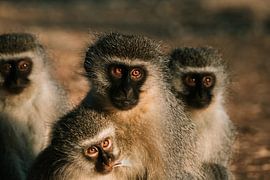 Family of Monkeys by Pepijn van der Putten