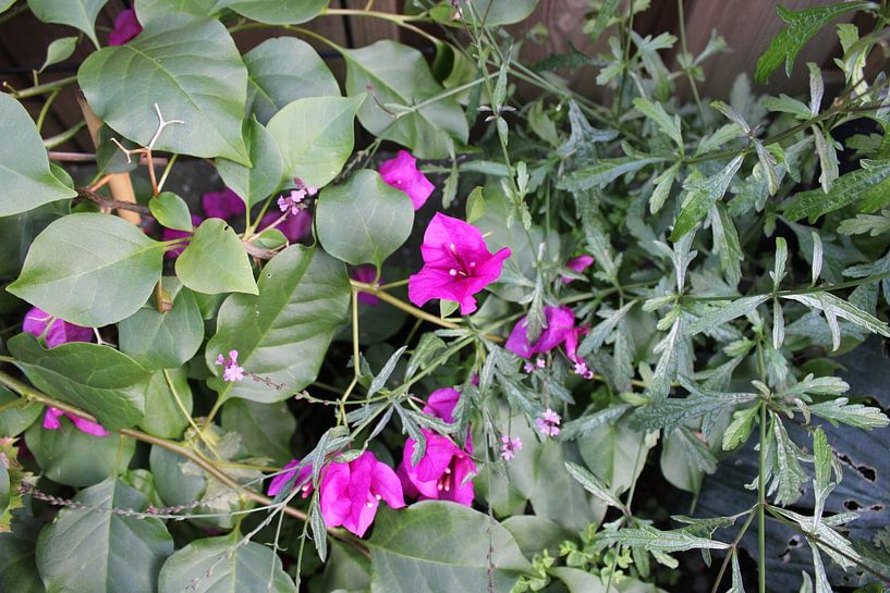 Flower in bush by Cynthia Busch