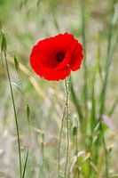 Coquelicot