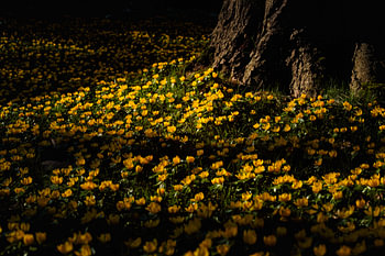 Gouden gloed in het bos