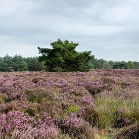 Elspeetse Heide-Panorama von Gerard de Zwaan
