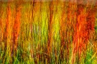 Duingras impressie van Texel eXperience thumbnail