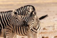 Zebras in conversation