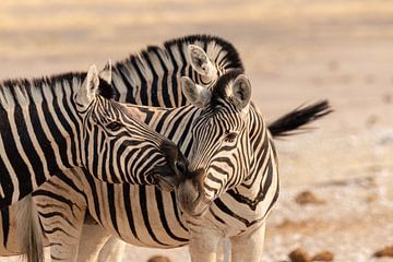 Zebra's in gesprek van Photowski