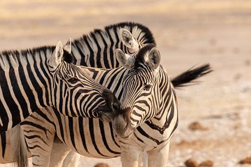 Zebra's in gesprek