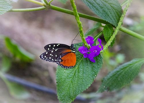 petit papillon sur une fleur violette