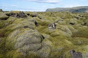 Champs de mousse de lave en Islande