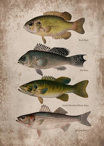 Bass Fish