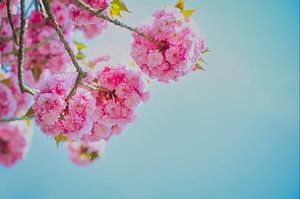 Fleur de cerisier japonais