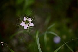 La petite fille en vert