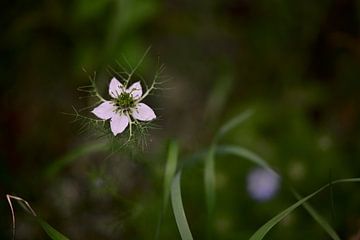 Juffertje in het groen van Jurjen Melinga