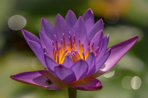 Lotusbloem in bloei